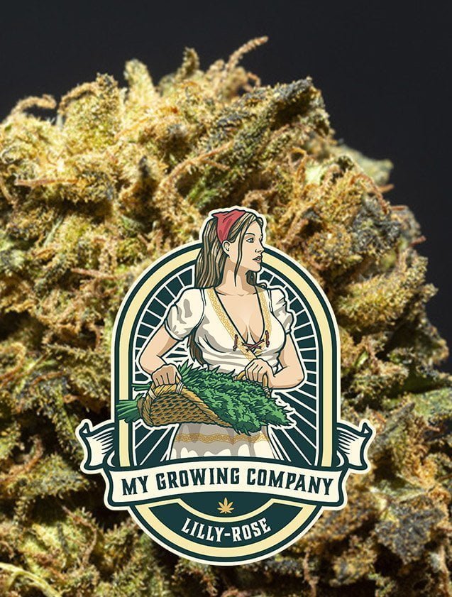 Lilly-Rose fleur de cannabis CBD à fumer My Growing Company MGC