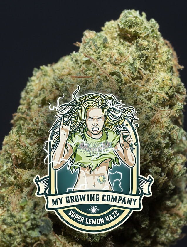 Super Lemon Haze fleur de cannabis CBD à fumer My Growing Company MGC